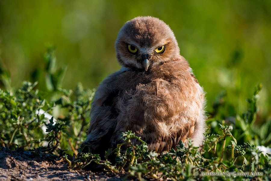 A burrowing owl chick looks over his wing in Badlands National Park, South Dakota. - South Dakota Photography