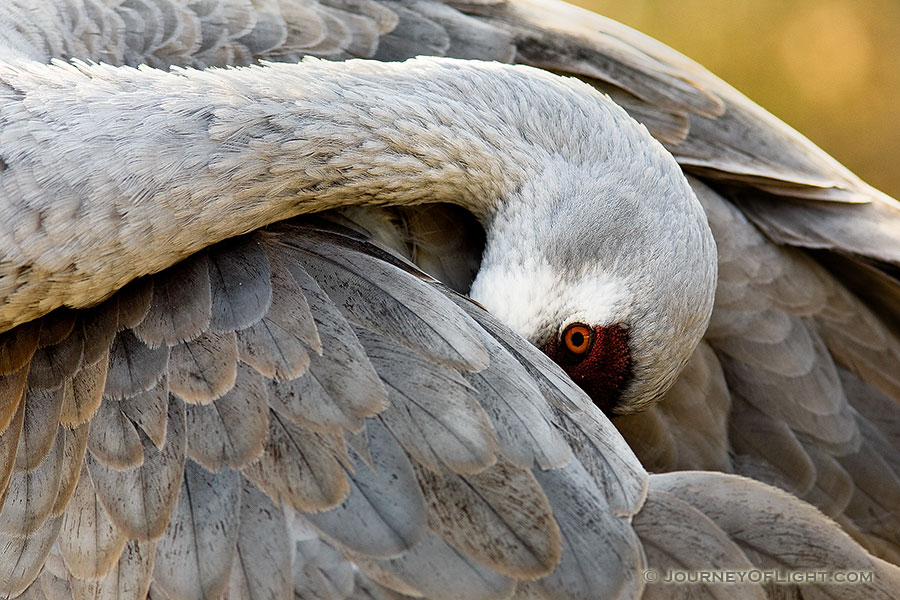 A sandhill crane appears to hid his head while grooming himself. *Captive* - Sandhill Crane Photographs Photography