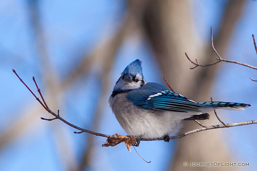 A blue jay picks at what remains of a leaf on a branch high in a tree. - Squaw Creek NWR Photography