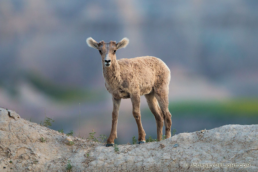 A young bighorn sheep pauses on the top of a ledge in Badlands National Park, South Dakota. - South Dakota Photography
