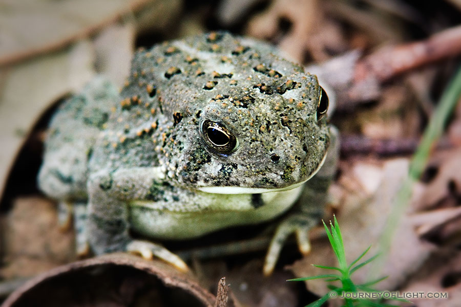 A Woodhouse's Toad, almost blending into the background, rests on the forest floor at Schramm State Recreation Area, Nebraska. - Schramm SRA Photography