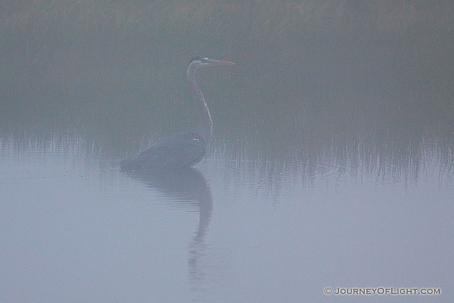 A Great Blue Heron waits in the fog at Elk Meadow in Yellowstone National Park. - Yellowstone National Park Photography