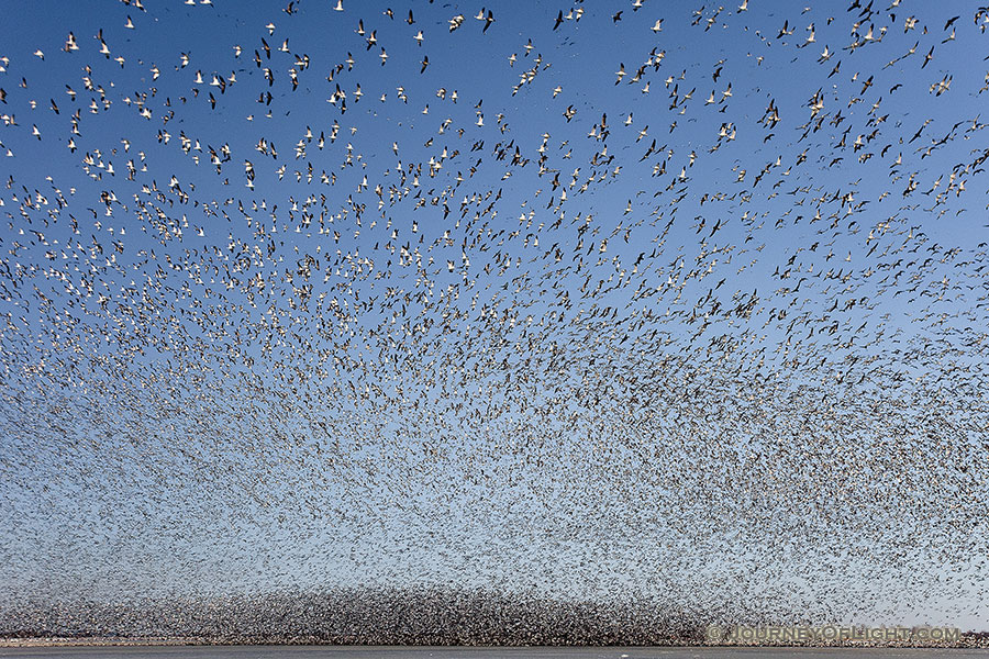 In this photograph, some of the birds are discernible, while the majority exist only as a large black wave in the background. This really exemplifies the shear magnitude of this flock of geese on the lake at Squaw Creek National Wildlife Refuge. - Squaw Creek NWR Photography