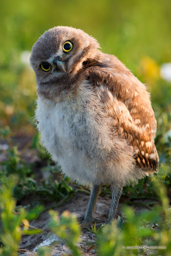 A young owlet tilts his head in curiosity in Badlands National Park, South Dakota. - South Dakota Photography