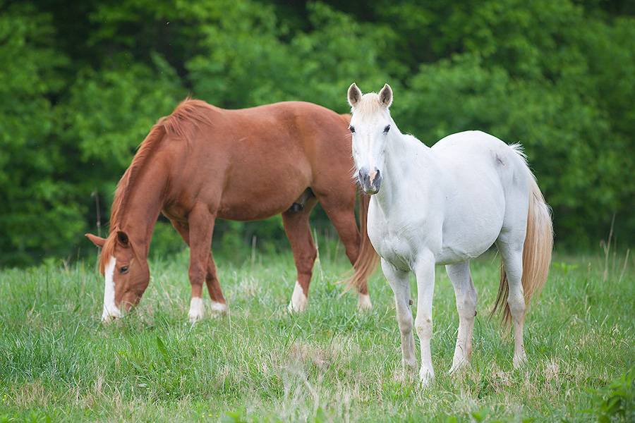 A pair of horses graze in a field deep in the Ozarks of Arkansas. - Arkansas Photography
