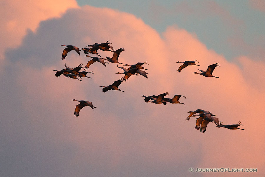 Sandhill cranes soar high while the clouds glow with the warmth of the setting sun. - Nebraska,Wildlife Photography