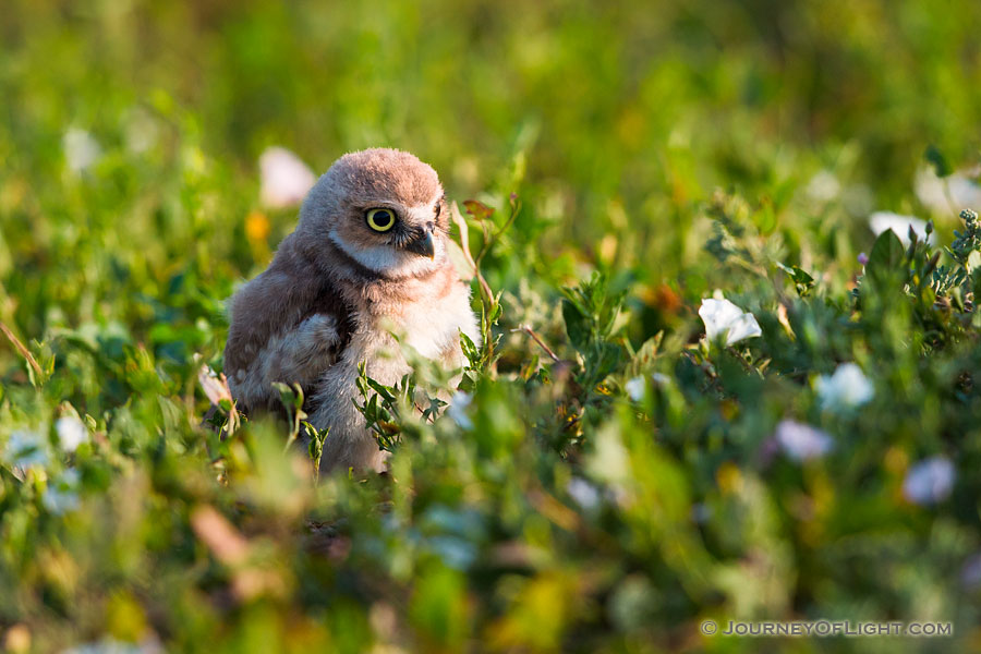 An owlet explores his surroundings after leaving his home in Badlands National Park, South Dakota. - South Dakota Photography