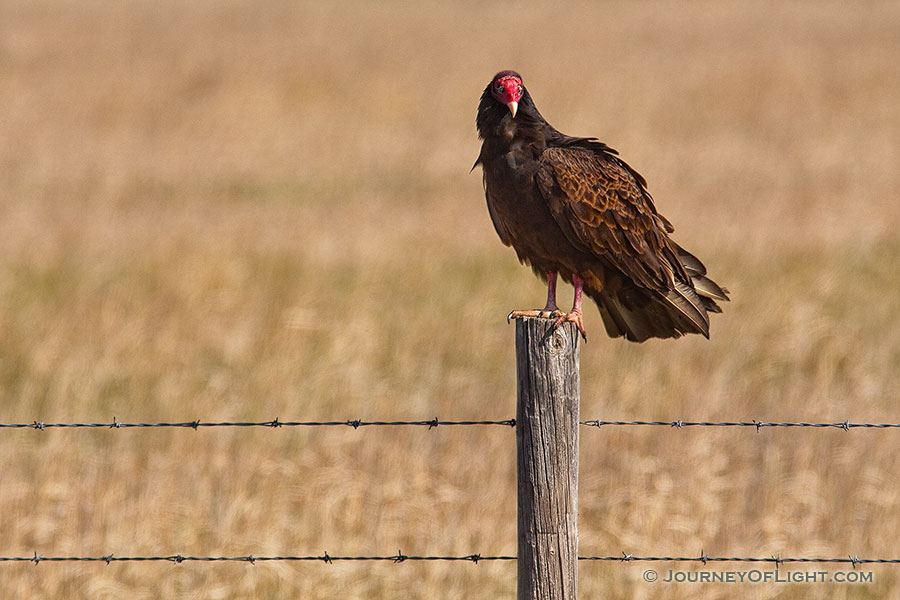 A vulture waits for the next meal quietly on a fence in a desolate part of western Nebraska. - Nebraska Photography