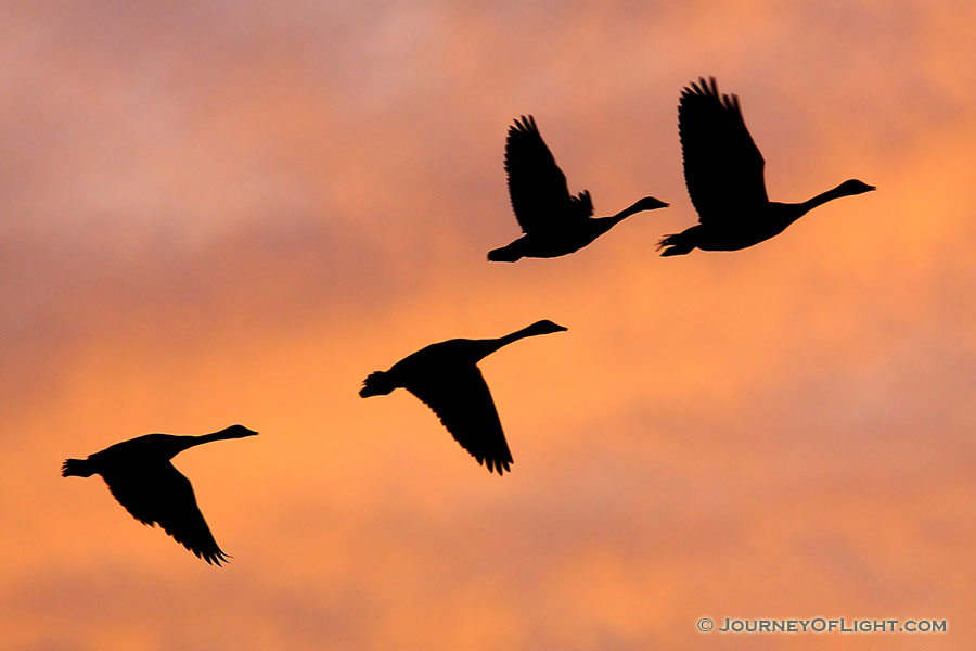 Quiet at first, then increasing in volume, honking that singals the approach of a flock of geese.  Soon the silohuottes can be seen across the sky during twilight at Jack Sinn Wildlife Management Area in Eastern Nebraska. - Jack Sinn WMA Photography