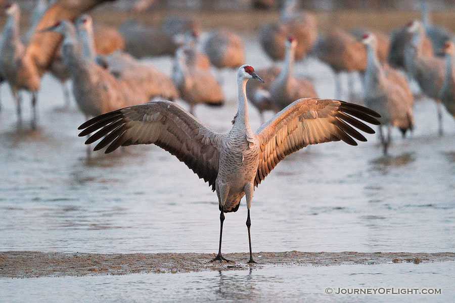 In Central Nebraska a Sandhill Crane spreads his wings in the early morning sun. - Nebraska,Wildlife Photography