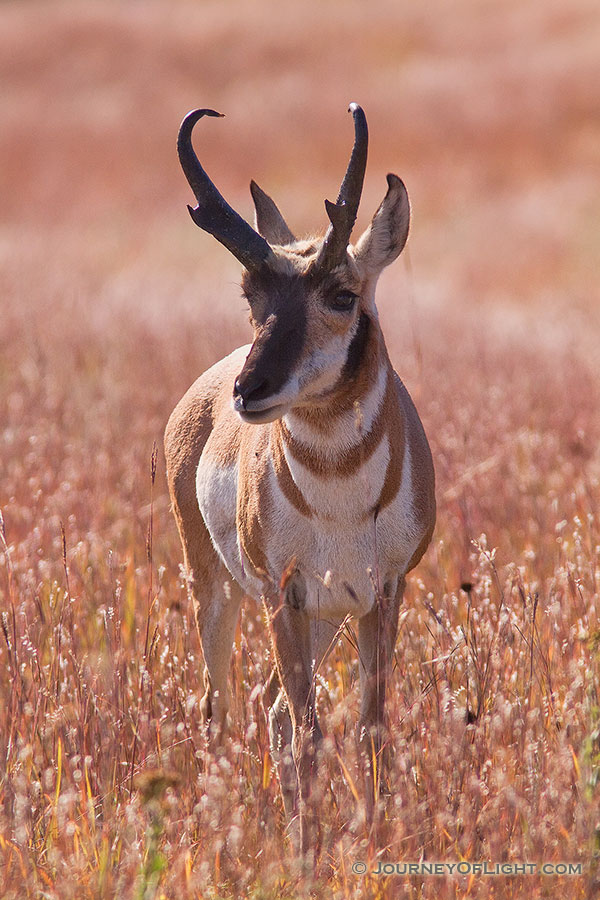A pronghorn (american antelope) stands in prairie grass at Wind Cave National Park in Southwestern South Dakota. - South Dakota Photography