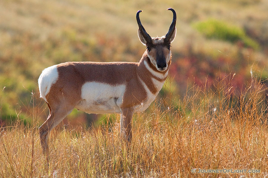 A not very timid pronghorn (american antelope) stops briefly on the crest of a hill on a autumn afternoon on the border of Custer State Park and Wind Cave National Park in South Dakota. - South Dakota Photography