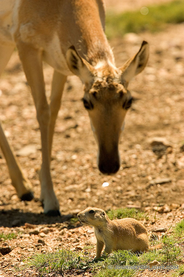 A pronghorn finds a priaire dog friend in the field at Custer State Park in southwestern South Dakota. - Custer SP Photography