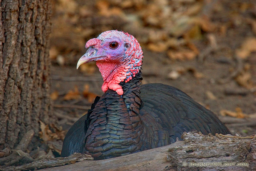 A turkey rests, safe from becoming Thanksgiving dinner in a wildlife refuge. - Nebraska Photography
