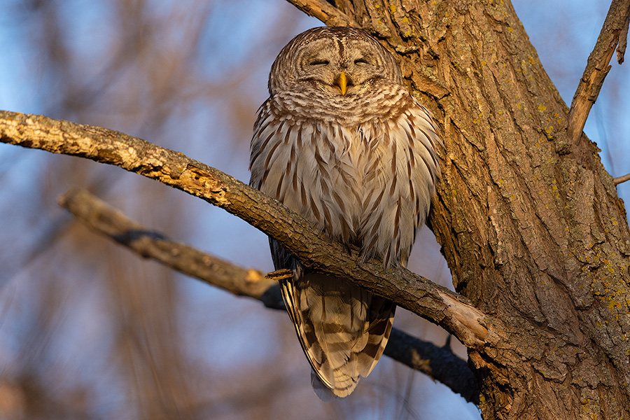 A Nebraska wildlife photograph of a Barred Owl sleeping in the Forest. - Nebraska Photography