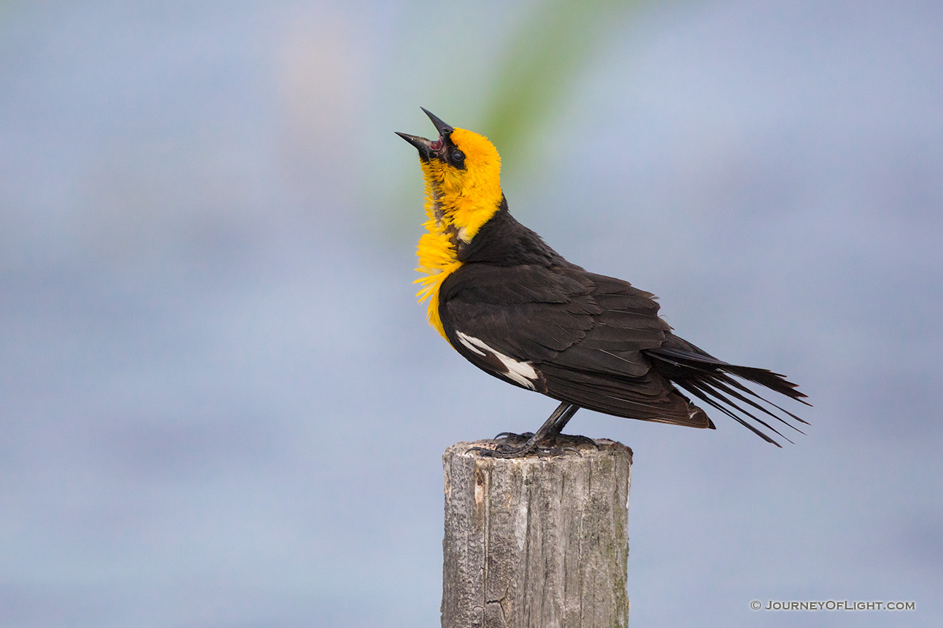 A Yellow-headed Blackbird sings his sweet song deep in the Sandhills of Nebraska. - Valentine Picture