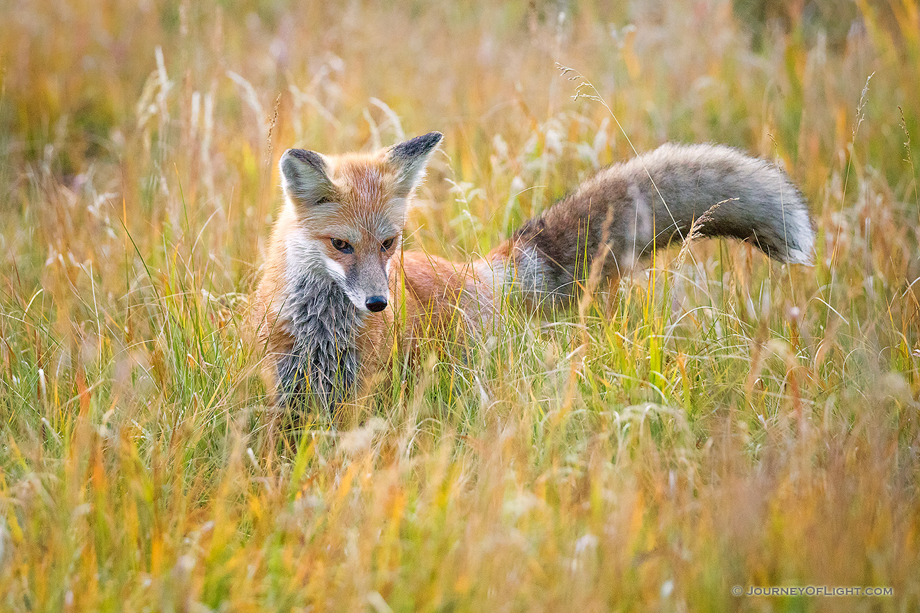 A red fox searches through the tall grass for his next meal in the Kawuneeche Valley of western Rocky Mountain National Park, Colorado. - Colorado Picture
