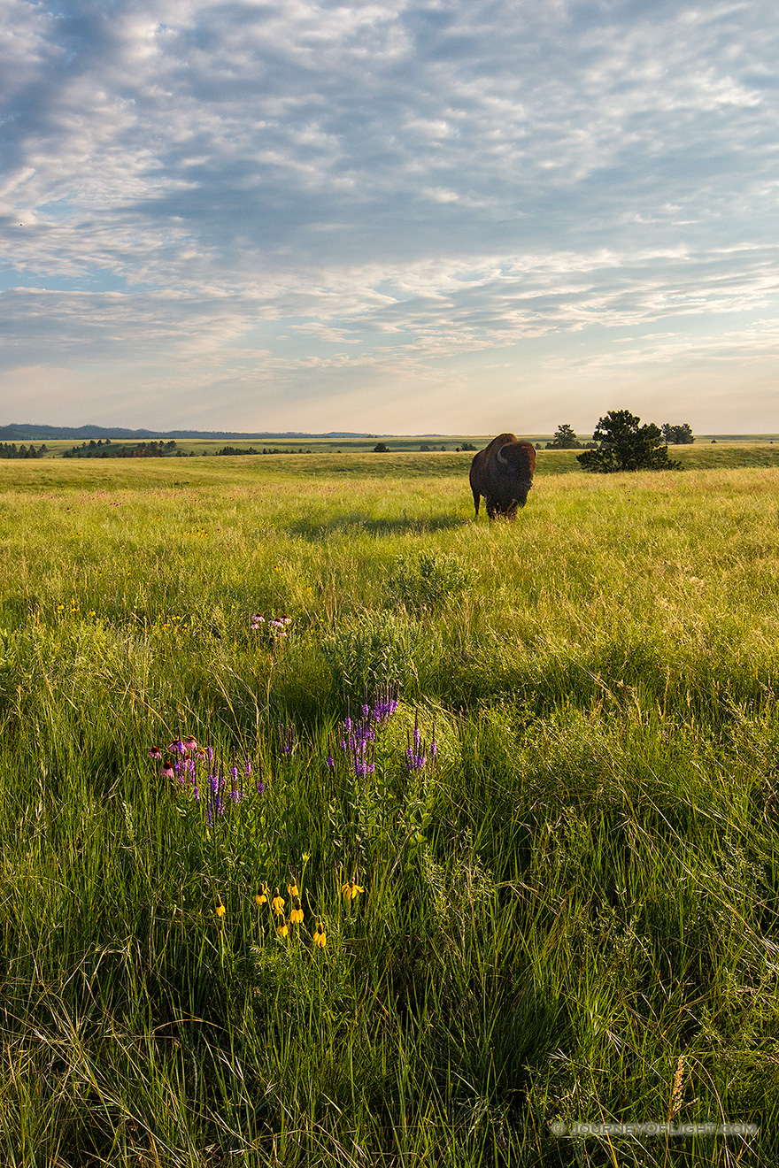 A wildlife photograph of a buffalo in a field of wildflowers in Wind Cave National Park, South Dakota. - South Dakota Picture