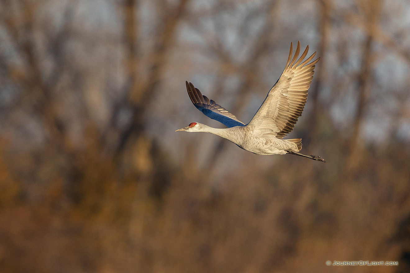 A Sandhill Crane gets ready to soar through the sky above the Platte River in Central Nebraska in the warm morning light. - Sandhill Cranes Picture