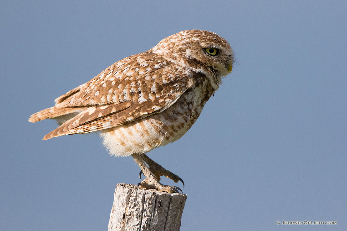 A burrowing owl prepares to take flight on a cool spring evening in the pandhandle of western Nebraska. - Nebraska,Animals Picture