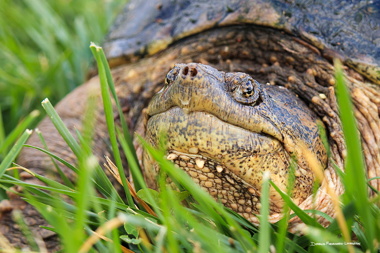 A wildlife photograph of a snapping turtle in eastern Nebraska. - Nebraska Picture