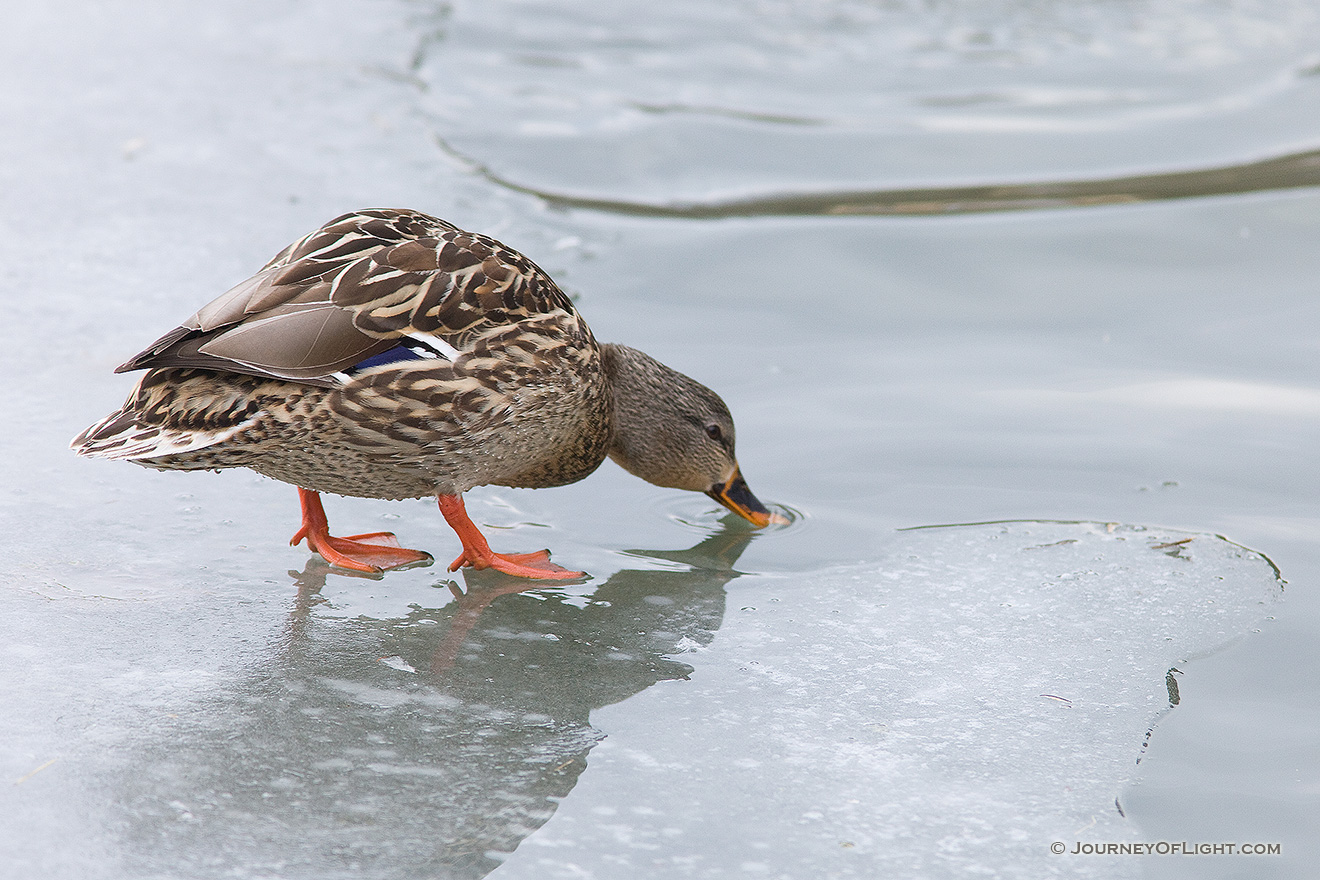 A duck stops on the ice to take a quick drink. - Schramm SRA Picture