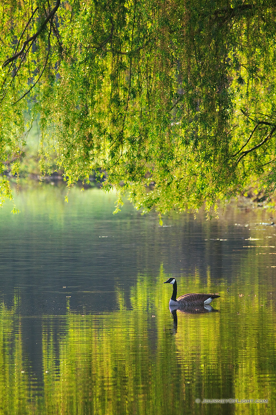A Canada Goose glides across a lake at Mahoney State Park in the morning sun. - Schramm SRA Picture