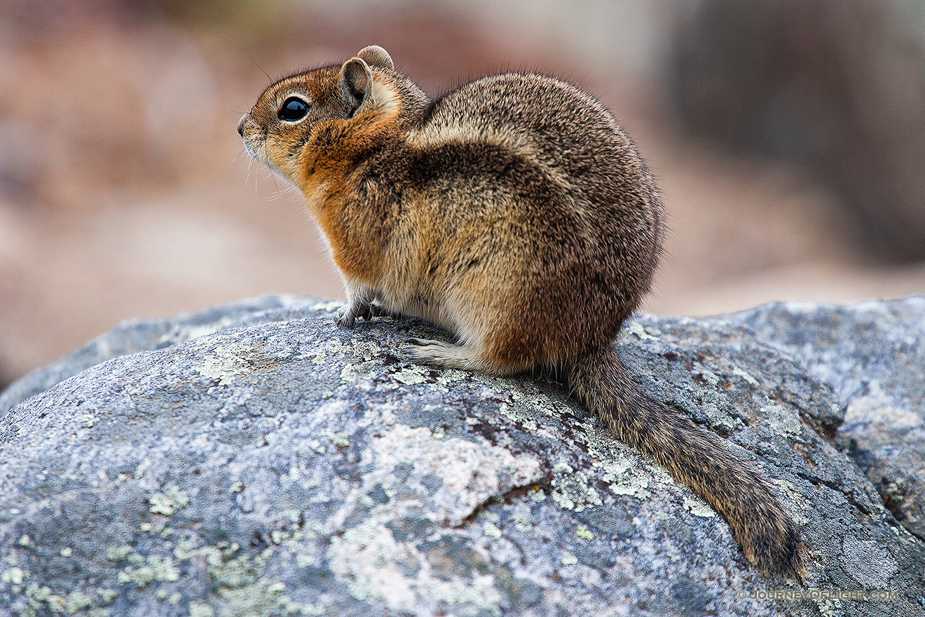 A chipmunk perches on a rock near Sprague Lake in Rocky Mountain National Park. - Rocky Mountain NP Picture