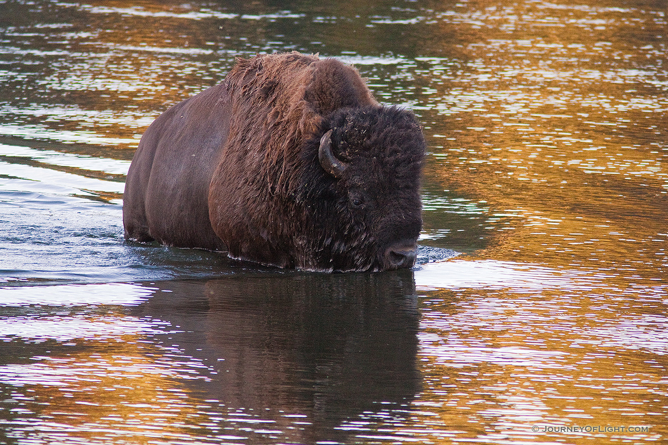 A buffalo fords the Yellowstone River in Yellowstone National Park. - Yellowstone National Park Picture