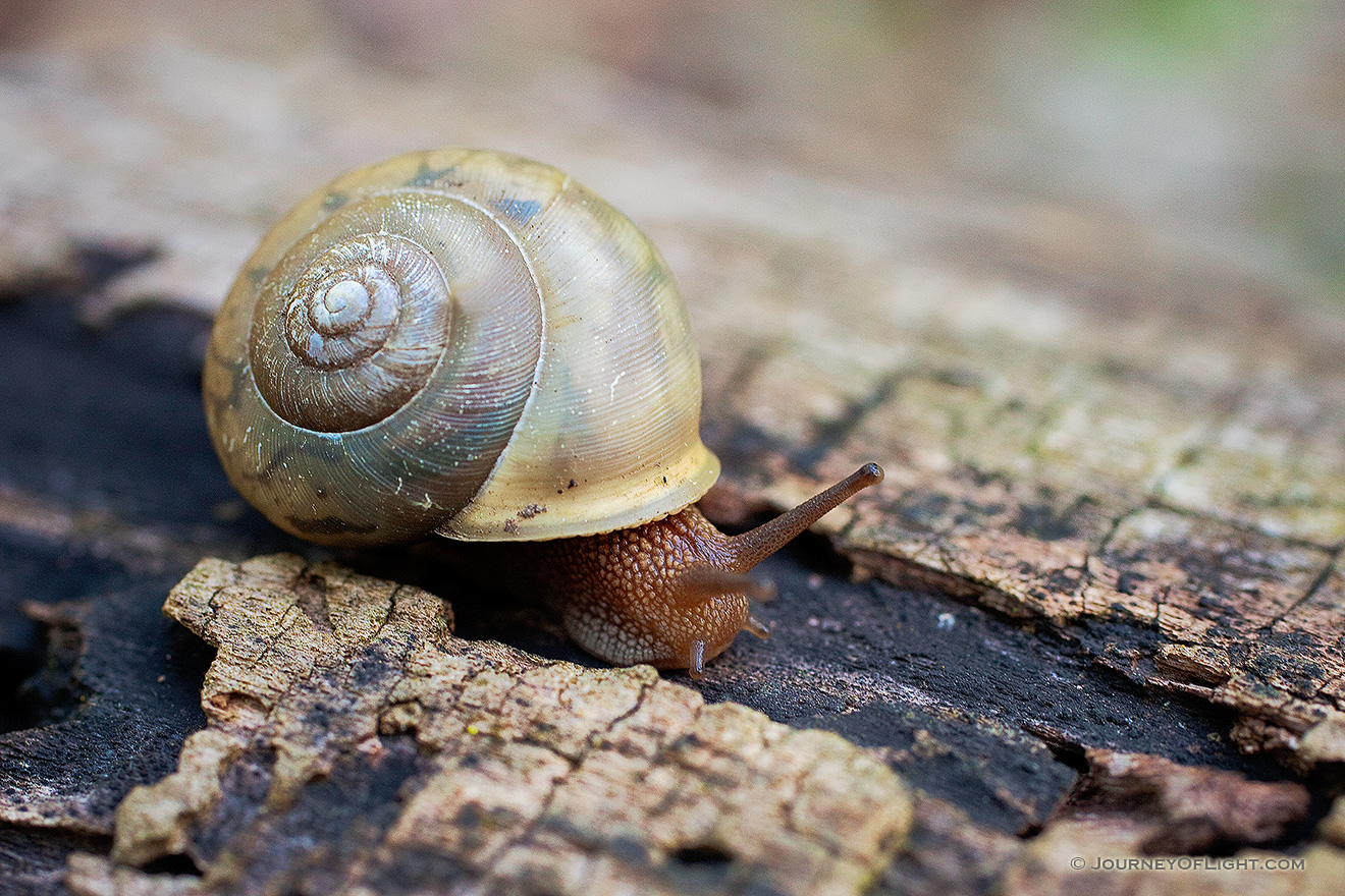A snail makes it way slowly across a fallen log. - Squaw Creek NWR Picture