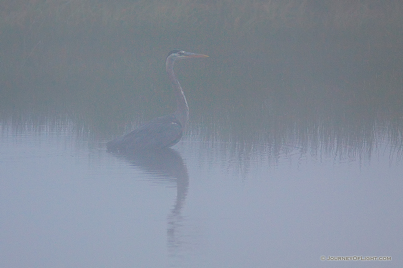 A Great Blue Heron waits in the fog at Elk Meadow in Yellowstone National Park. - Yellowstone National Park Picture