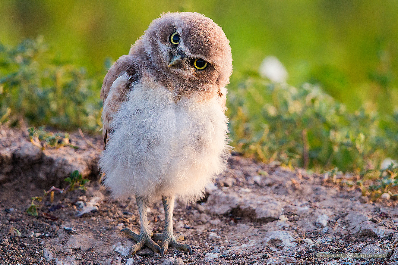 A young owl chick tilts his head in curiosity in Badlands National Park, South Dakota. - South Dakota Picture