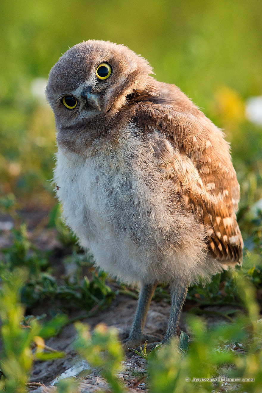 A young owlet tilts his head in curiosity in Badlands National Park, South Dakota. - South Dakota Picture