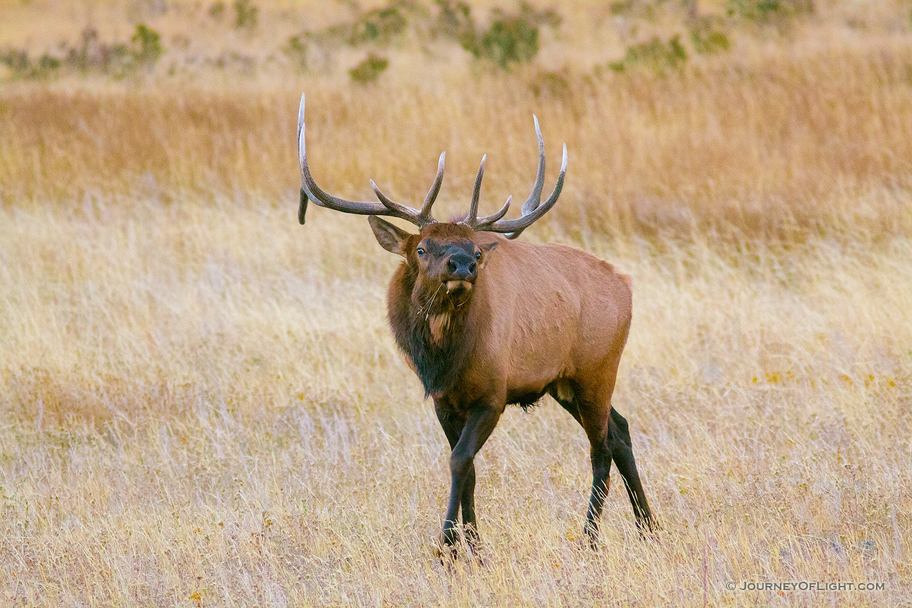 A bull elk in Moraine Park bugles loudly, the sound echoing throughout valley in Rocky Mountain National Park. - Rocky Mountain NP Picture