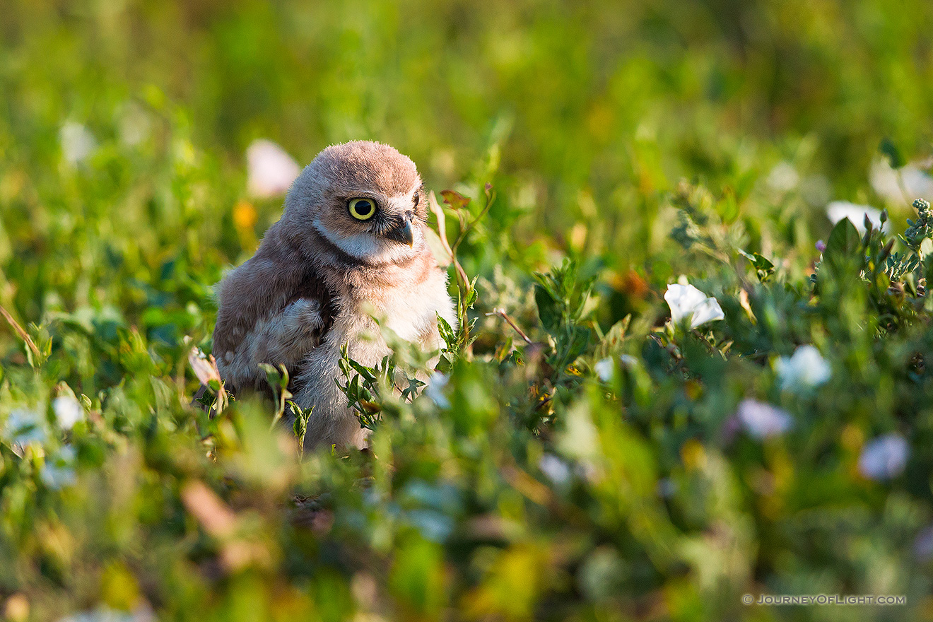 An owlet explores his surroundings after leaving his home in Badlands National Park, South Dakota. - South Dakota Picture