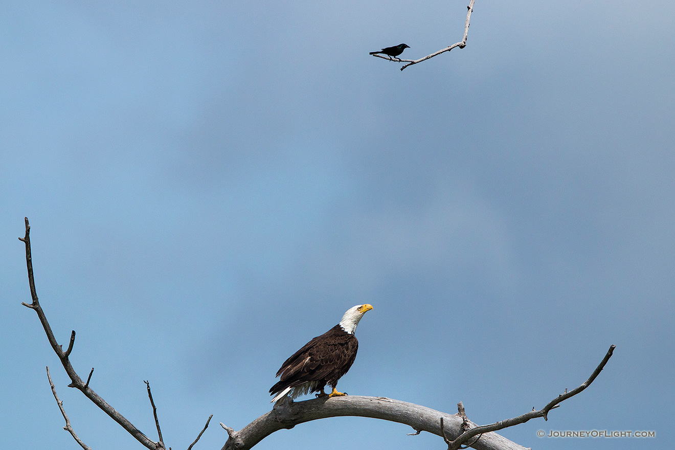 A wildlife photograph of a crow and an eagle in rural Nebraska Photography. - Sandhills Picture