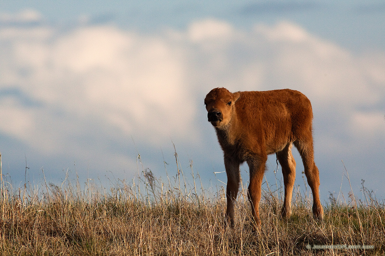 Ft. Niobrara National Wildlife Refuge in north central Nebraska is home to a group of American Buffalo that roam about the large expanse of land.  This is a spring calf who stopped to watch me as I photographed him.  Curious, but under the watchful eye of his father. - Ft. Niobrara Picture