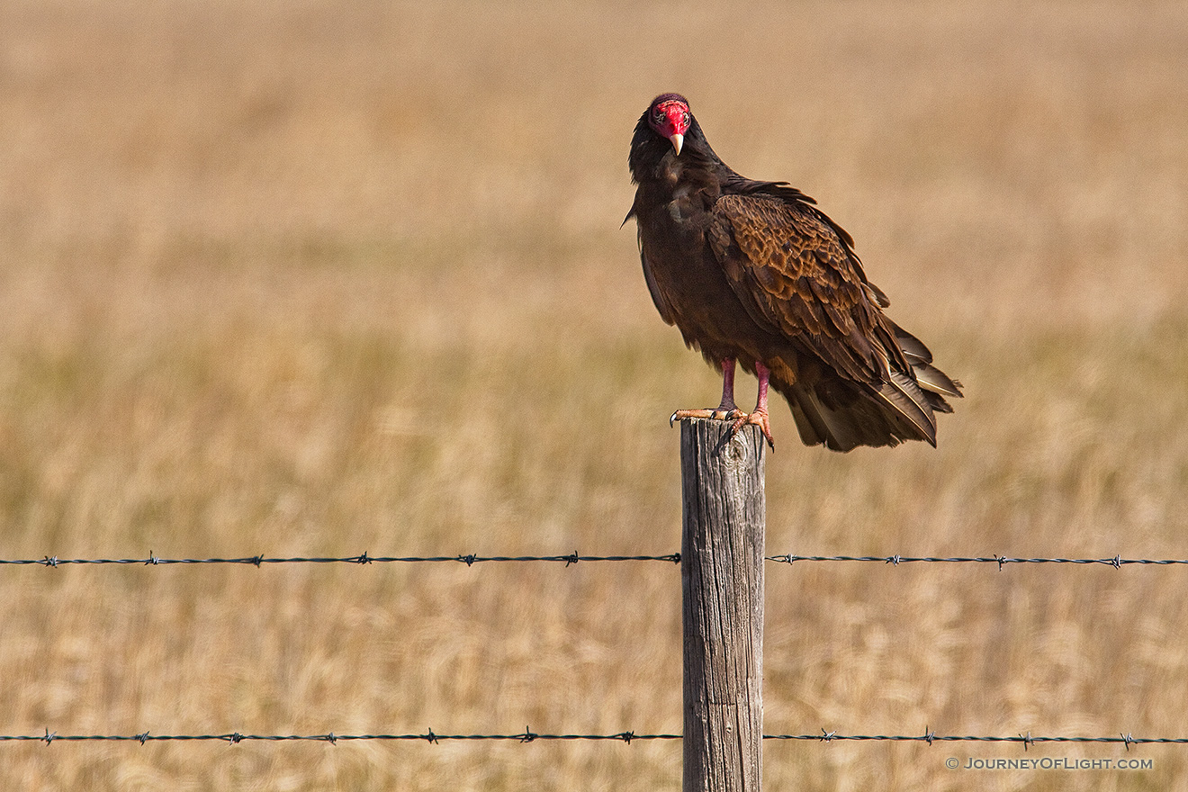 A vulture waits for the next meal quietly on a fence in a desolate part of western Nebraska. - Nebraska Picture