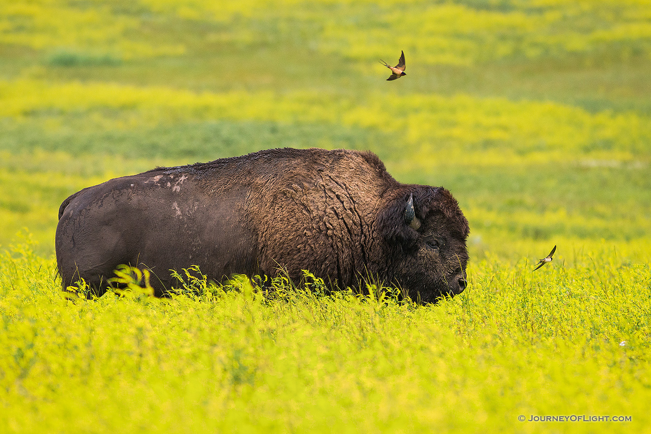 Slowly, but deliberately, on a dreary day this buffalo moved slowly through the prairie of the North Unit of Theodore Roosevelt.  While moving through the tall bright yellow wildflowers, two birds continually swooped near the buffalo.  Ignoring the two dive bombers, he meandered on into the distance. - North Dakota Picture