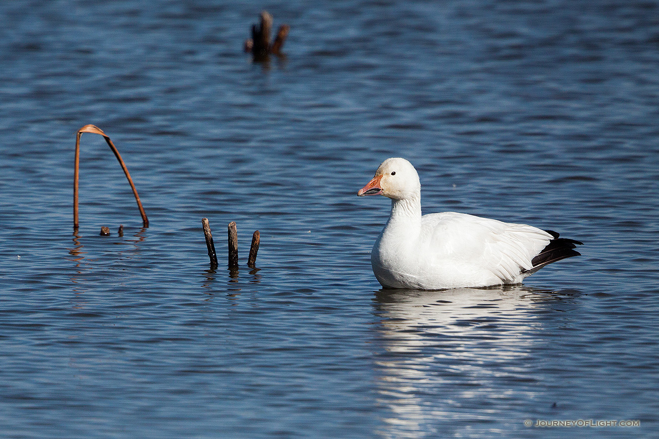 A single snow goose floats by himself away from the large group of snow geese at Squaw Creek National Wildlife Refuge in Missouri. - Squaw Creek NWR Picture