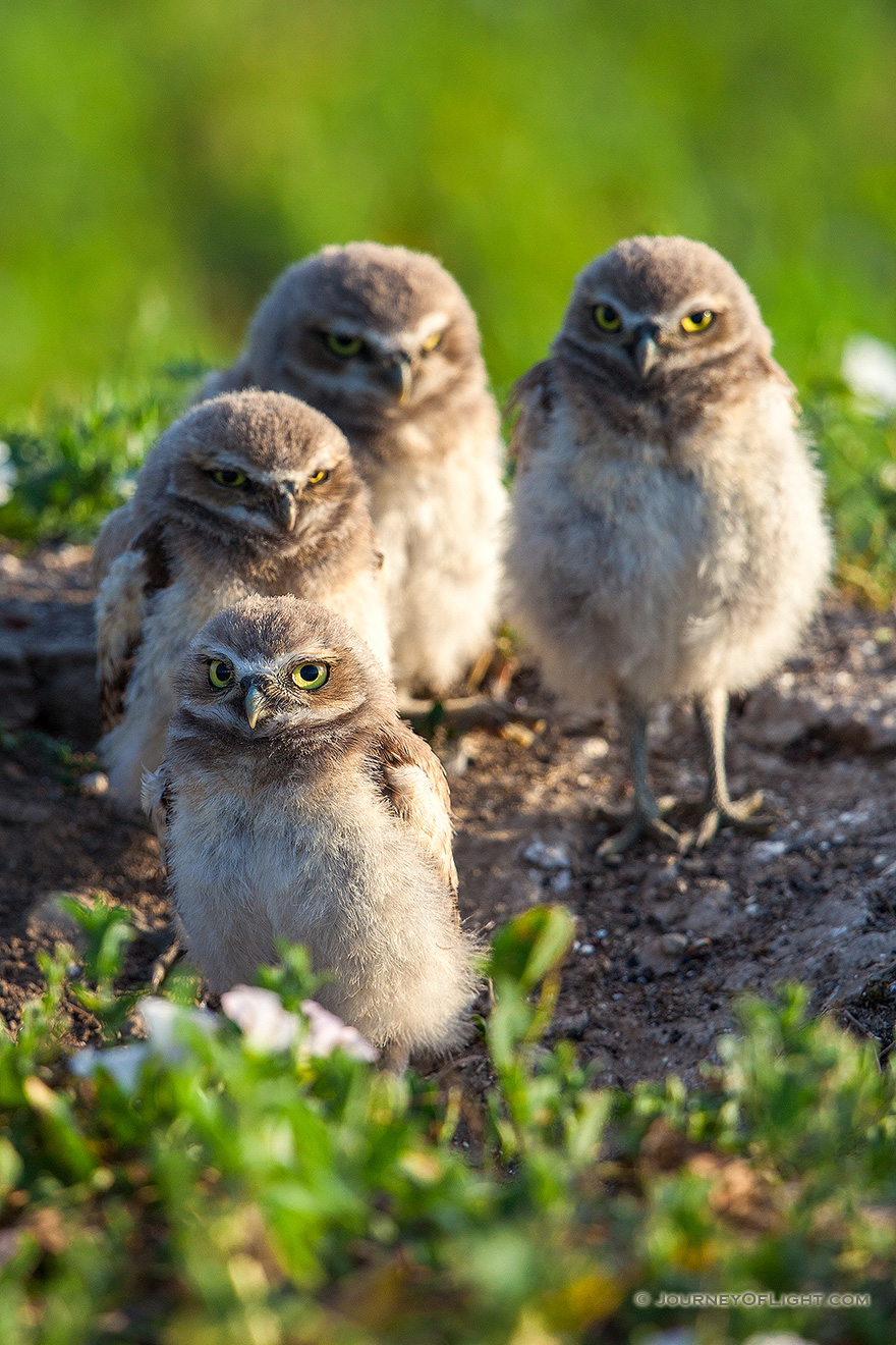 Four burrowing owl chicks watch quietly outside their home in a prairie dog town in Badlands National Park, South Dakota. - South Dakota Picture