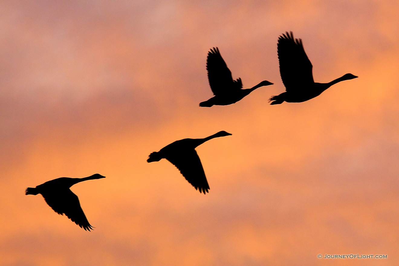Quiet at first, then increasing in volume, honking that singals the approach of a flock of geese.  Soon the silohuottes can be seen across the sky during twilight at Jack Sinn Wildlife Management Area in Eastern Nebraska. - Jack Sinn WMA Picture