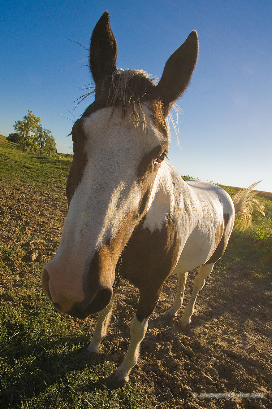 Wide-Angle treatment of a friendly horse. - Nebraska Picture