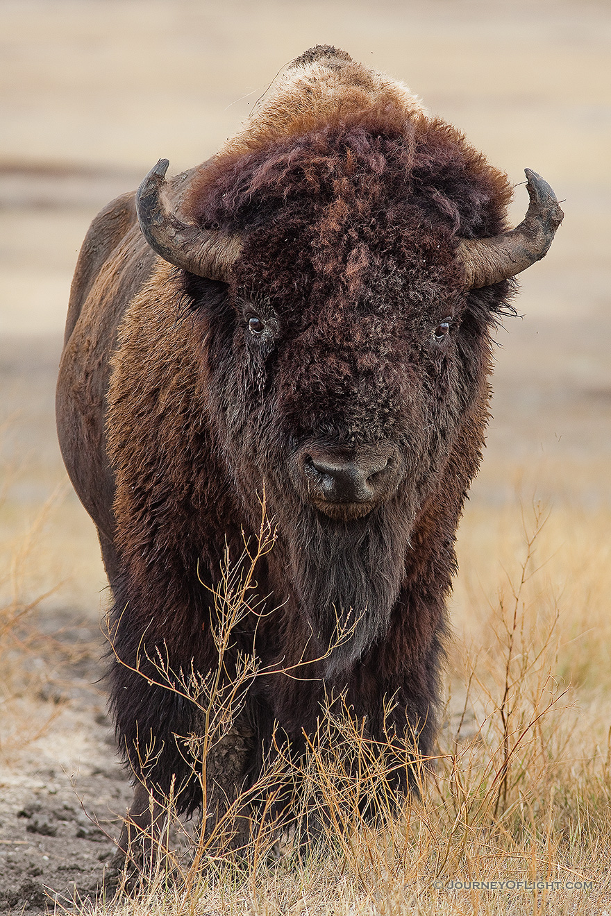 A buffalo slowly meanders across the prairie at Badlands National Park in South Dakota. - South Dakota Picture