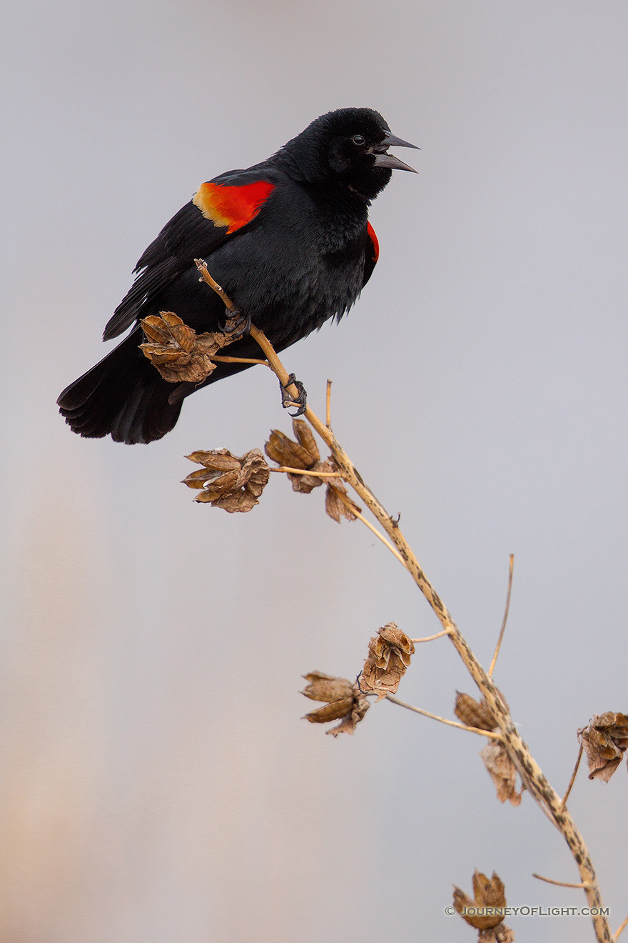 A red-winged blackbird chirps loudly at Squaw Creek National Wildlife Refuge in northwestern Missouri. - Squaw Creek National Wildlife Refuge Picture