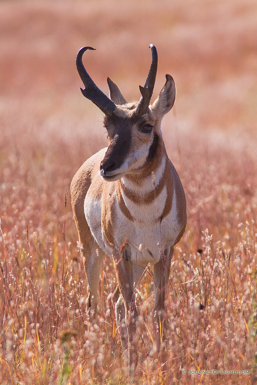 A pronghorn (american antelope) stands in prairie grass at Wind Cave National Park in Southwestern South Dakota. - South Dakota Picture
