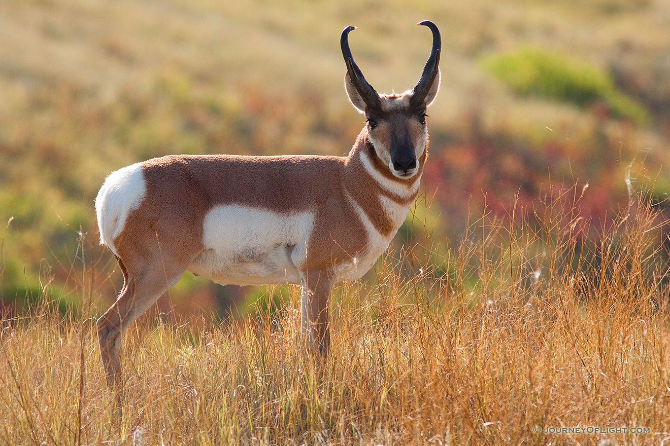 A not very timid pronghorn (american antelope) stops briefly on the crest of a hill on a autumn afternoon on the border of Custer State Park and Wind Cave National Park in South Dakota. - South Dakota Picture