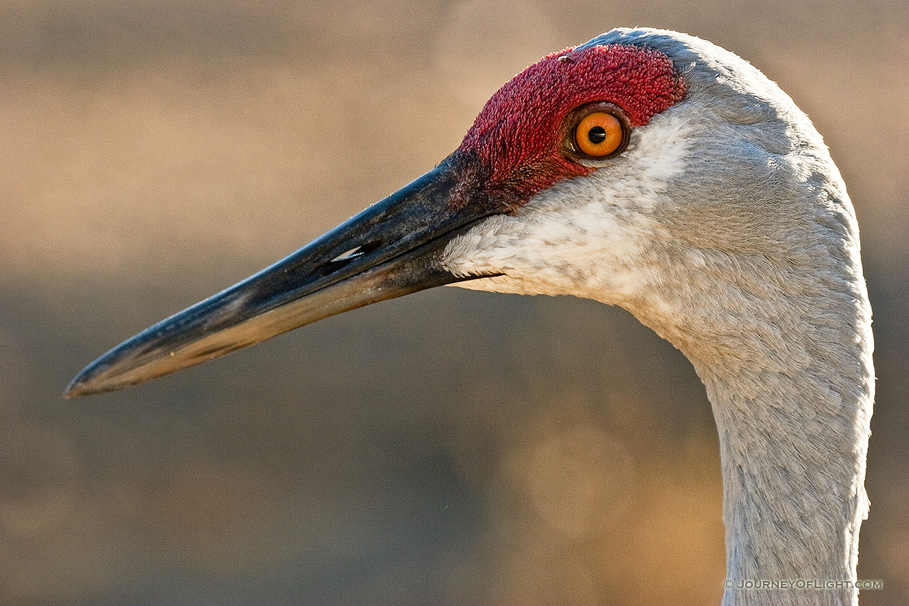 Sandhill cranes are a common sight in western Nebraska in the early spring and late fall. *Captive* - Sandhill Crane Photographs Picture