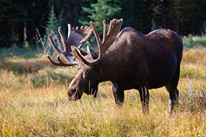 While packing up camp at the nearby campsite I turned around and to my surprise this bull Moose was wondering through the field not far from me.  Careful to not disturb him too much, I spent quite a bit of time photographing him as he strolled through Summerland Park. - Colorado Wildlife Photograph