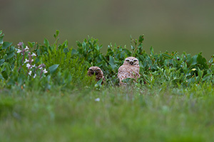 A pair of adult burrowing owls watches from their burrow at Crescent Lake Wildlife Management Area in the Sandhills of Nebraska. - Nebraska Photograph